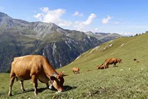 The milk used for Beaufort cheese comes from the Tarine cows that graze in the high