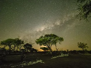 The milky way over acacia trees at night in the Okavango Delta, Botswana, Africa