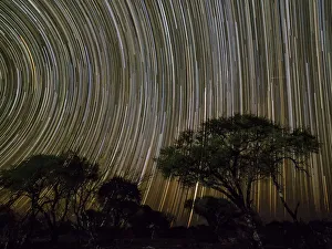 Light Trail Prints: The milky way over acacia trees at night in the Okavango Delta, Botswana, Africa