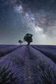 Lavender Prints: Milky way above a lavender field and two small trees on the Plateau de Valensole