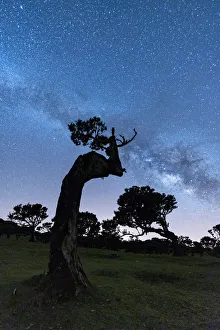 Fanal Forest Prints: Milky Way in the night sky over tree trunks of Fanal forest, Madeira island, Portugal