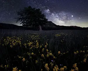 Starry Sky Prints: Milky Way at Prati di Sara with yellow flowers in the foreground and bent tree