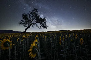 Starry Sky Prints: Milky Way above a sunflowers field with a bent tree silhouette, Emilia Romagna, Italy