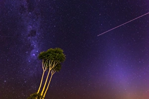 Night Sky Prints: Milky Way with a tree at Lamington National Park, Queensland, Australia, Pacific