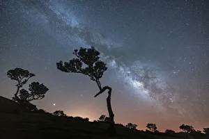 Fanal Forest Prints: Milky Way on tree silhouettes in Fanal forest, Madeira island, Portugal, Atlantic, Europe