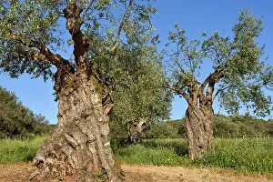 Alentejo Prints: Millennial olive trees in an olive grove at a rural hotel in Alentejo, Portugal