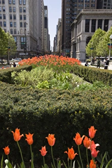 Tulips Prints: Millennium Park, Chicago, Illinois, United States of America, North America