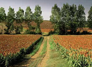 Millet field near Condom, Gascony, Midi-Pyrenees, France, Europe