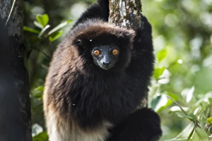 Milne-Edwards sifaka (Propithecus Edwardsi), Ranomafana National Park, Madagascar Central Highlands