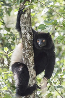Milne-Edwards sifaka (Propithecus Edwardsi), Ranomafana National Park, Madagascar Central Highlands