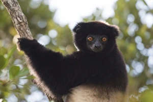 Milne-Edwards sifaka (Propithecus Edwardsi), Ranomafana National Park, Madagascar Central Highlands