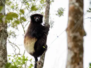 Endangered Prints: Milne-Edwards sifaka resting in a tree in Madagascar during daylight hours