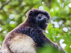 Exotic Prints: Milne-Edwards sifaka resting in a tree in Madagascar during daylight hours in Andasibe region of Madagascar