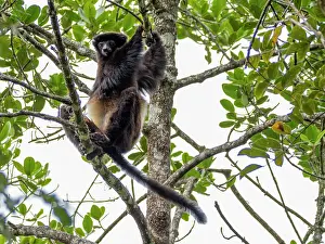 Ecology Prints: Milne-Edwards sifaka rests in tree branches surrounded by green leaves under bright sky in Madagascar
