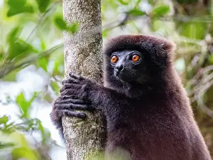 Canopy Prints: Milne-Edwards sifaka rests in a tree while observing surroundings in Madagascar's forests during daytime