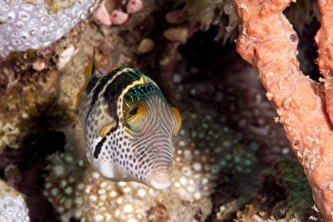 Images Dated 24th May 2008: Mimic filefish (Paraluteres prionurus) minics black saddled toby, Sulawesi, Indonesia
