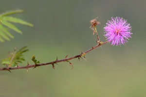 Mimosa pudica, Serra da Canastra, Minas Gerais, Brazil, South America