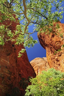 Images Dated 6th May 2008: Mini Palms Gorge, Bungle Bungle, Purnululu National Park, UNESCO World Heritage Site