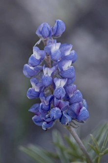Miniature Lupine (Lupinus bicolor), Shoshone National Forest, Wyoming, United States of America Miniature Lupine (Lupinus bicolor), Shoshone National Forest, Wyoming, United States of America