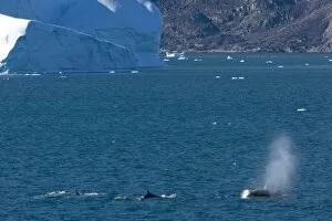 Images Dated 26th July 2007: Minke whales (Balaenoptera acutorostrata), Ummannaq, Greenland, Polar Regions