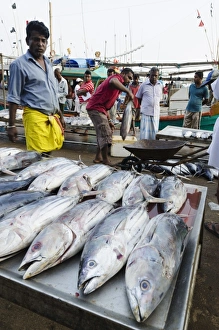 Fish Market Prints: Mirisa, Southern Province, Sri Lanka, Asia