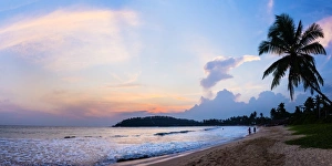 South Coast Prints: Mirissa Beach, palm tree at sunset on the Indian Ocean