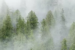 Images Dated 7th September 2010: Mist covered pine trees in Great Bear Rainforest, British Columbia, Canada, North America