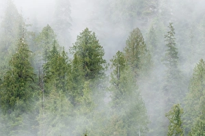 Emergence Prints: Mist covered pine trees in Great Bear Rainforest, British Columbia, Canada, North America