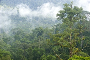 Borneo Prints: Mist rises from primary rainforest at dawn
