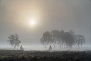 York Collection: A misty autumn sunrise over Strensall Common Nature reserve near York, North Yorkshire, England
