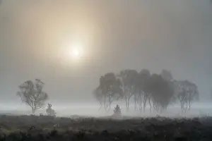 York Prints: A misty autumn sunrise over Strensall Common Nature reserve near York