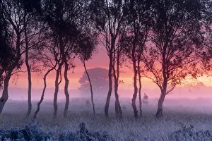 Atmospheric Mood Prints: A misty cool sunrise over Strensall Common near York, North Yorkshire, UK