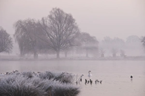 Birds Prints: Misty dawn over Heron Pond, Bushy Park, London, England, United Kingdom, Europe