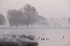 Images Dated 20th December 2007: Misty dawn over Heron Pond, Bushy Park, London, England, United Kingdom, Europe