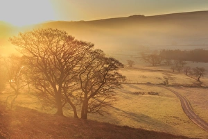 Winter Scene Prints: Misty and frosty sunrise with a copse of trees in winter