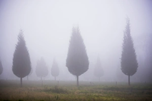 Poplar Tree Prints: Misty poplar tree landscape, Hacienda Zuleta, Imbabura, Ecuador, South America