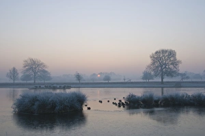Bushy Park Prints: Misty sunrise over Heron Pond, Bushy Park, London, England, United Kingdom, Europe
