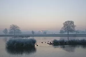 Misty sunrise over Heron Pond, Bushy Park, London, England, United Kingdom, Europe