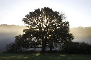 Exe Valley Prints: Misty trees, Exe Valley, Devon, England, United Kingdom, Europe
