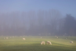 Large Group Prints: Misty trees, and sheep, Exe Valley, Devon, England, United Kingdom, Europe