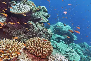 Sustainable Prints: A mix of hard corals, with a Pocillopora species coral in the centre