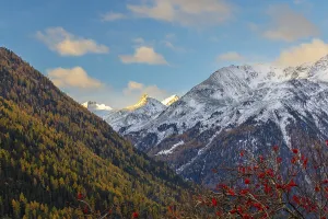 Engadine Prints: Mixed forest with larch trees (Larix) in autumn