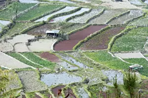 Vegetables Prints: Mixed paddy fields growing vegetables under the highly efficient Jhum system of slash
