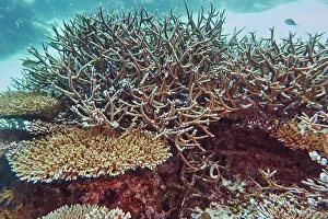 Shallow Prints: A mixture of Acropora species scleractinic hard corals