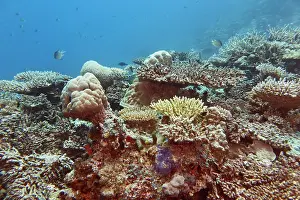 Sustainable Prints: A mixture of Acropora species scleractinic hard corals