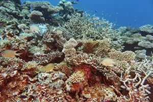 Oceanic Prints: A mixture of Acropora species scleractinic hard corals