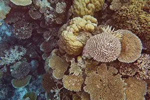 Oceanic Prints: A mixture of scleractinic hard corals on a coral reef in Gaafu Dhaalu atoll, Maldives