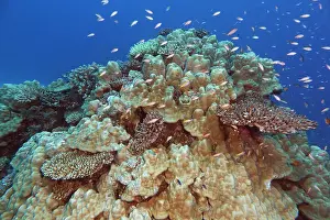 Oceanic Prints: A mixture of scleractinic hard corals on a coral reef in Gaafu Dhaalu atoll, Maldives