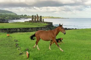 Relaxing Prints: Moai statues stand by the ocean as a horse and dog run across green grass at Ahu Tahai in Chile