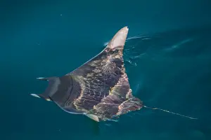 Marine Animal Prints: Mobula, Mobula spp, with wingtips above the surface near Isla Danzante